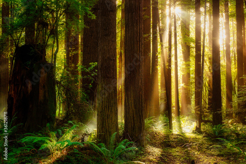 Sunbeams shine through a foggy redwood forest in California at sunset photo