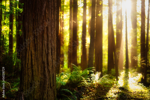 Sunbeams shine through a foggy redwood forest in California at sunset