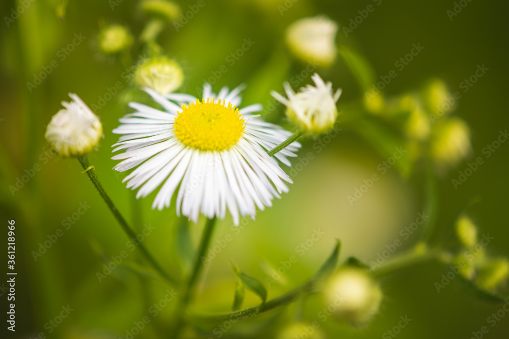 Fototapeta premium Common daisy flowers close up on blurry background in nature, summer concept