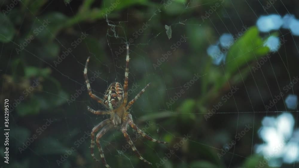 A close up of a spider. High quality footage. Macro A close up of a spider. High quality footage. Macro