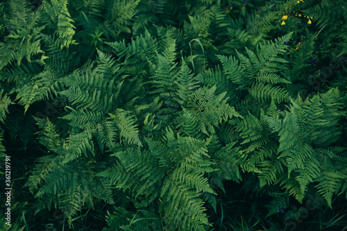 A group of palm trees