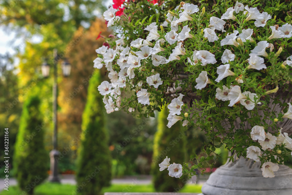 Flower beds with white and red petunias