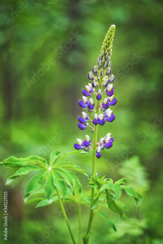 Lupinus arcticus growing outdoors in a sunny day. Blooming Lupine flowers. photo
