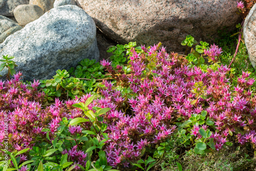 Photos Flowering plants in a small rockery in the summer garden