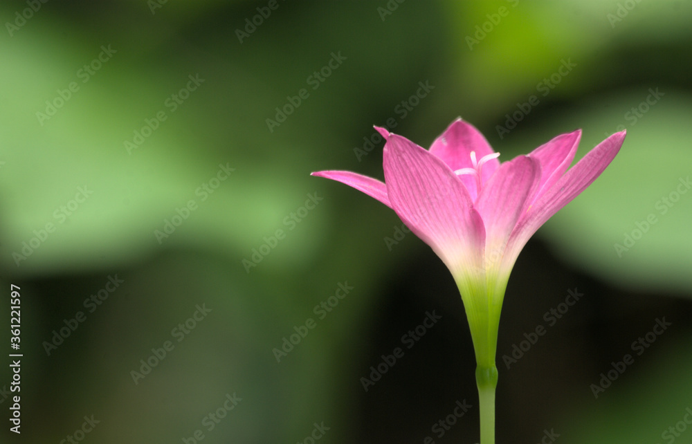 A stunning pink flower blooms vividly against a lush green background with empty space on the left A stunning pink flower blooms vividly against a lush green background with empty space on the left
