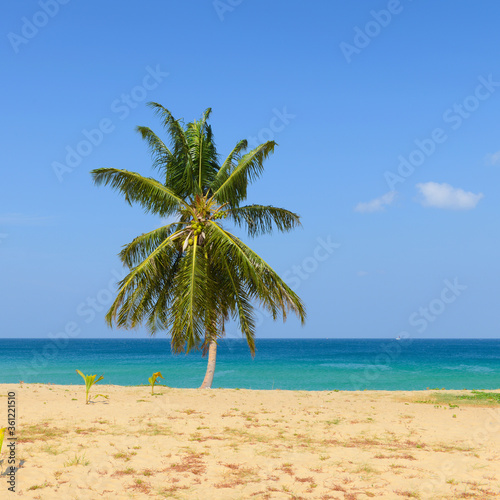 Fototapeta Naklejka Na Ścianę i Meble -  Tropical Beach with Coconut Palm Trees and blue sky