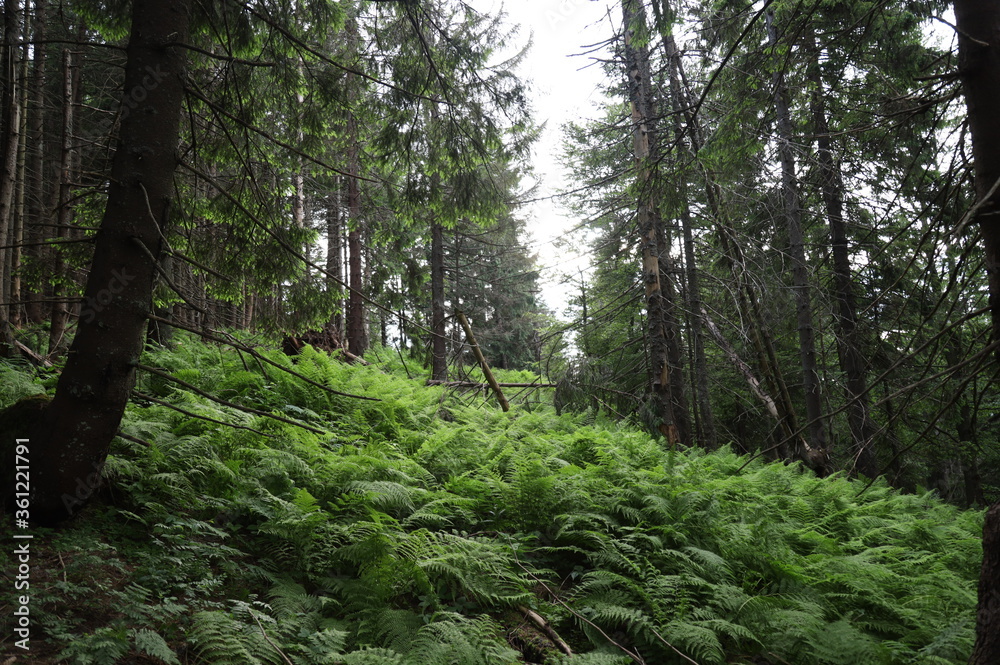 A tree in a forest A tree in a forest