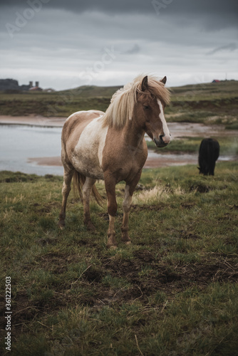 Fototapeta Naklejka Na Ścianę i Meble -  Icelandic horse in the field of scenic nature landscape of Iceland. The Icelandic horse is a breed of horse locally developed in Iceland as Icelandic law prevents horses from being imported.