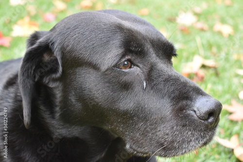 Wallpaper Mural best friends Torontodigital.ca