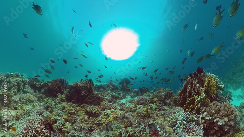 Fototapeta Naklejka Na Ścianę i Meble -  Tropical Fishes on Coral Reef, underwater scene. Panglao, Philippines.
