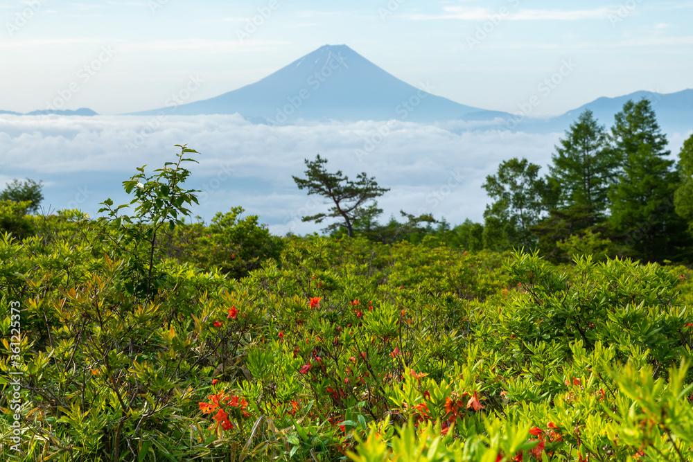 甘利山からの富士山と雲海とレンゲツツジ