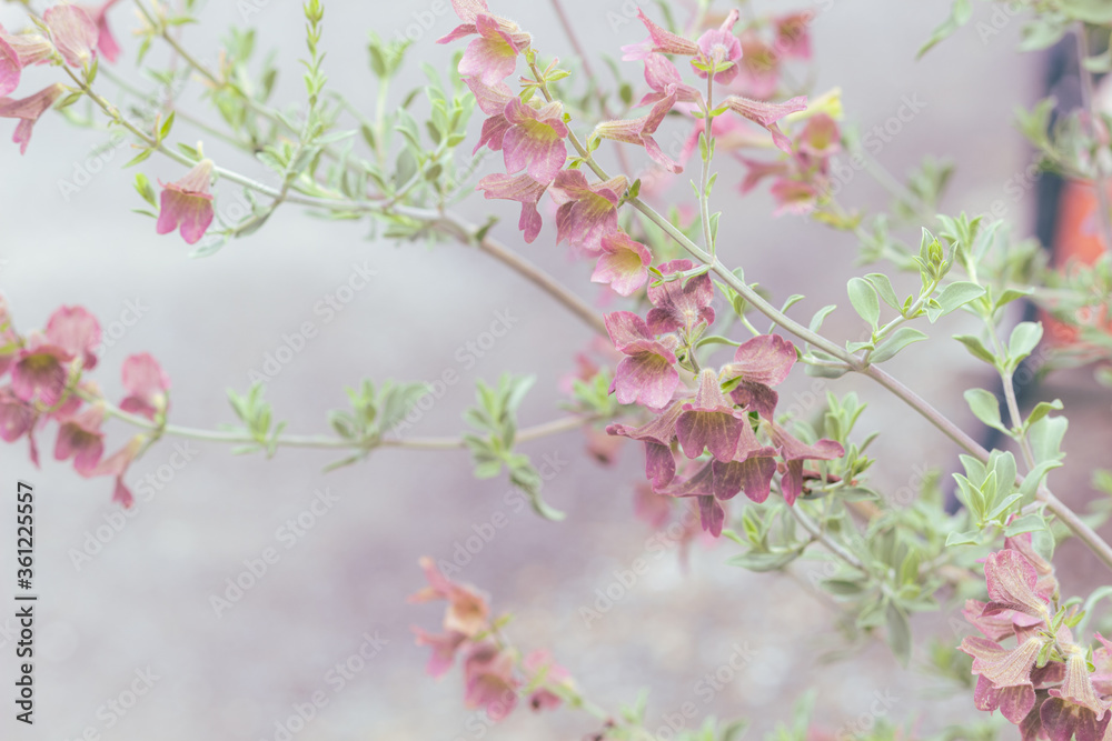 Fototapeta premium ラスティセージ