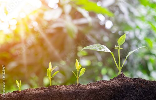 Agriculture and plant grow sequence with morning sunlight and bokeh green blur background. photo