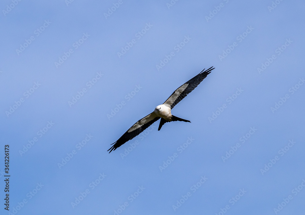 Swallow-Tailed Kite soaring under clear blue sky.