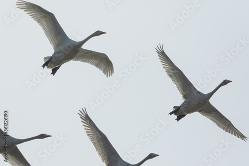 大空を舞う白鳥の群れ。 © Brown Cotton Candy