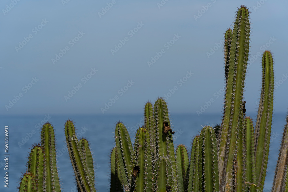 Background cactus. Thorn cactus texture background. Background cactus. Thorn cactus texture background.