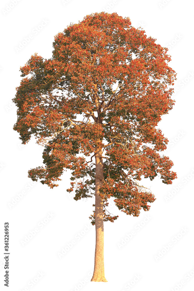 Autumn tree during fall season which foliage has turn from orange to red isolated on white background for autumn design