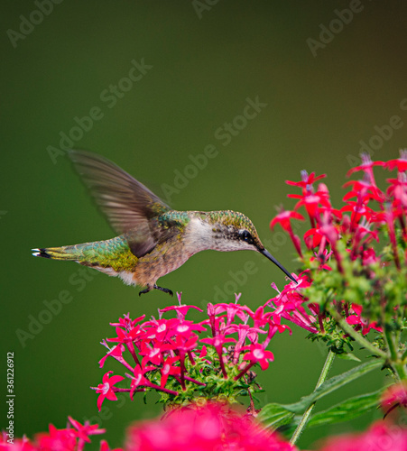 RUBY-THROATED HUMMINGBIRD