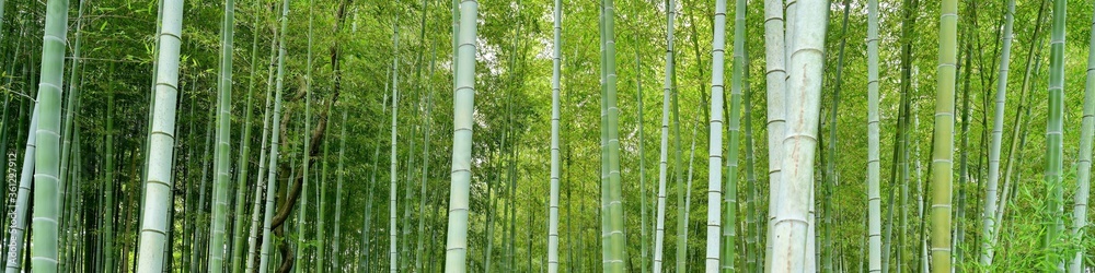 静寂に包まれた竹林の情景stock Photo Adobe Stock