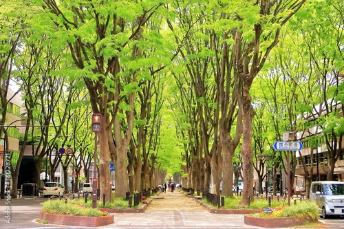 新緑の街路樹