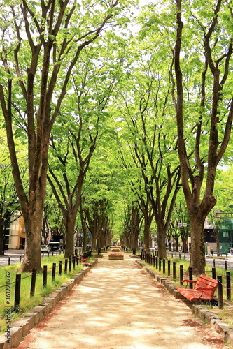 新緑の街路樹