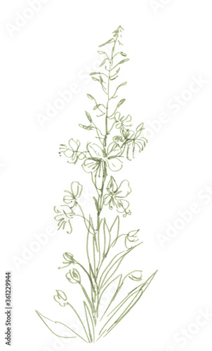 blooming sally, fireweed. graphic monochrome drawing, botanical sketch. Hand drawn flower. Medical herb.