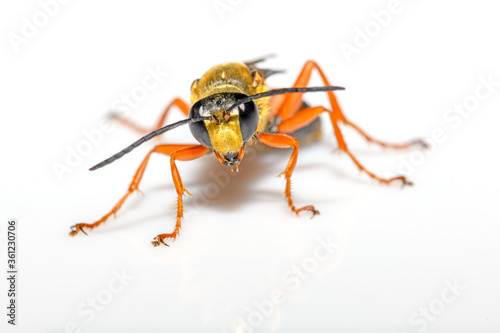 great golden digger wasp or sand digger - Sphex ichneumoneus