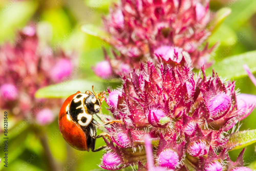 Macro Shot of a Ladybug on a Flower Macro Shot of a Ladybug on a Flower