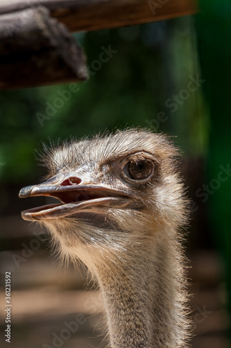 emu