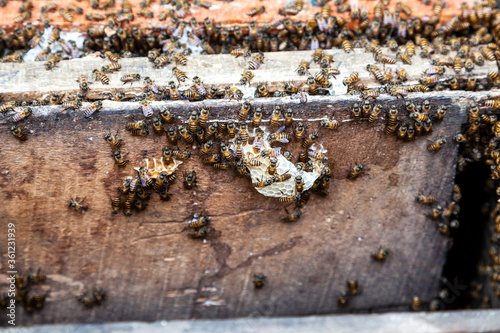 harvesting honey © markrhiggins
