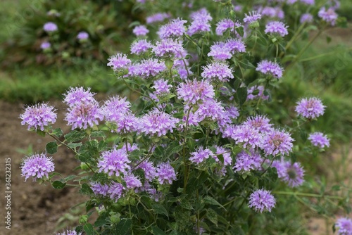 Monarda is a Lamiaceae perennial plant and is used by beekeepers as a source of nectar and is also called Beebalm. 