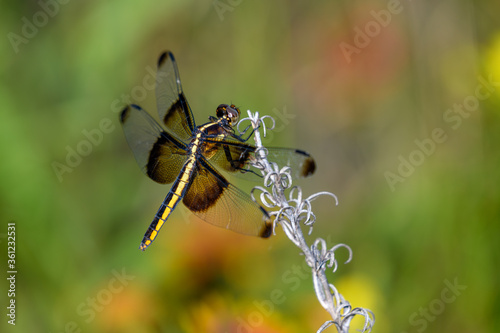 Dragonfly, Widow Skimmer - Libellula luctuosa Female