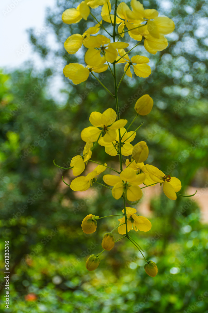 Golden shower tree in bloom Stock Photo