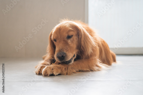 Golden retriever lying on the floor and eating