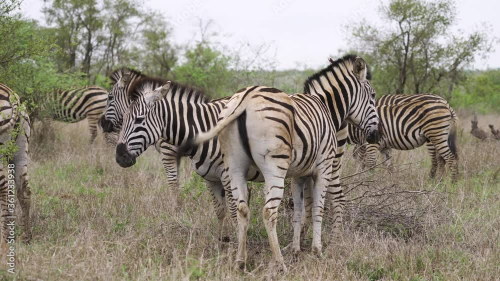 Wideshot of a herd of zebras grazing in South Africa Kruger National Park - 4K Wideshot of a herd of zebras grazing in South Africa Kruger National Park - 4K