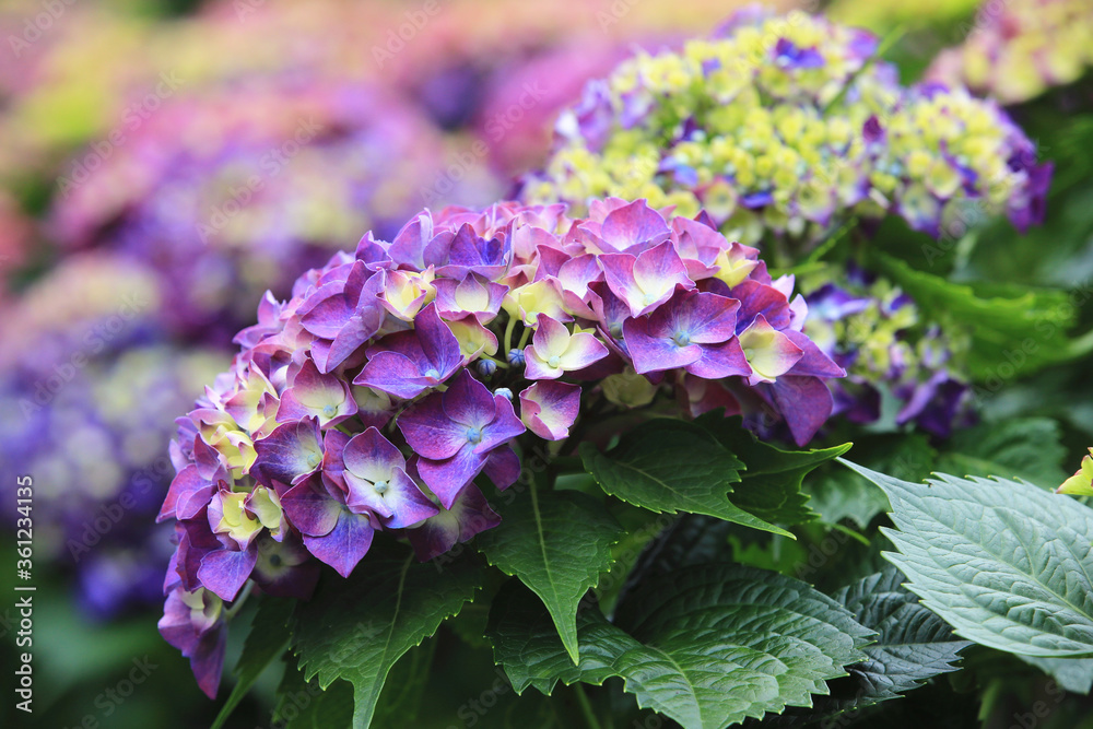 Hydrangea (Laurustinus) flowers,close-up of beautiful purple with yellow flowers blooming in the garden in summer. Hydrangea (Laurustinus) flowers,close-up of beautiful purple with yellow flowers blooming in the garden in summer.