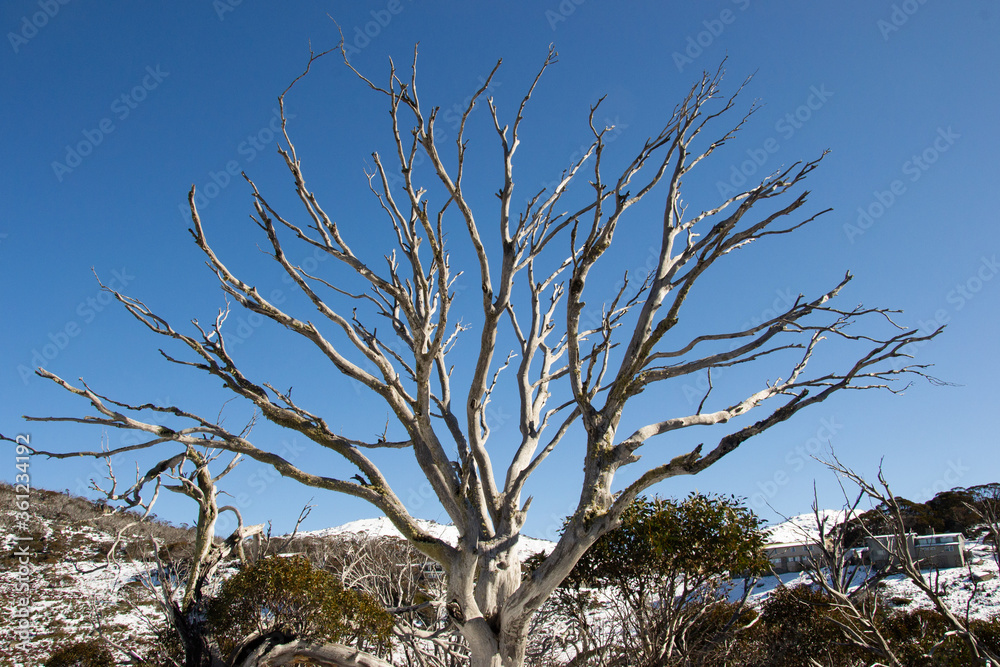 A big dead tree in the mountain in winter A big dead tree in the mountain in winter