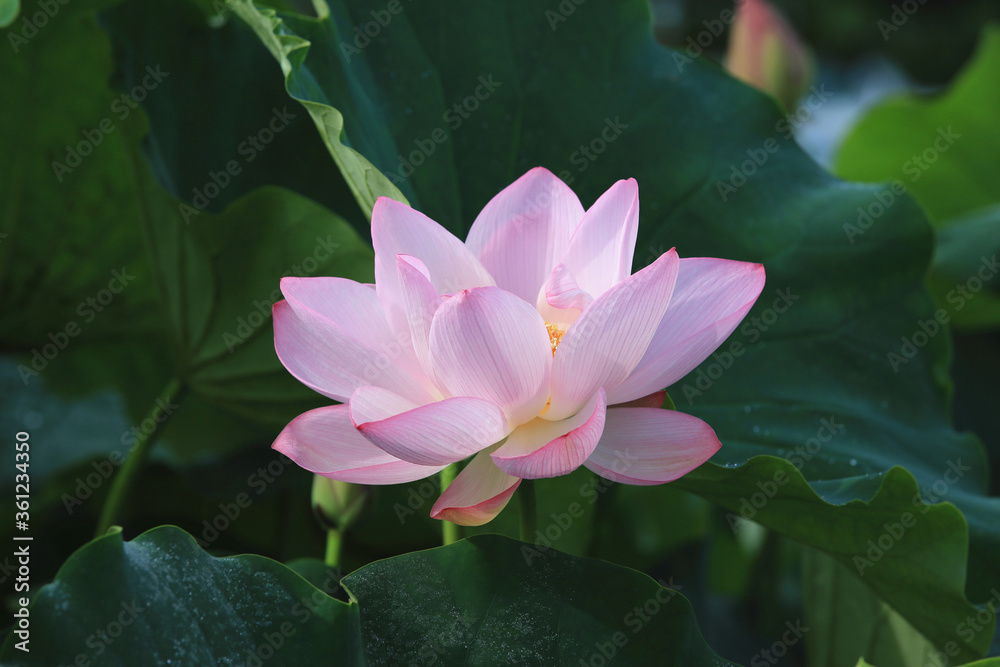 Lotus flower close-up,beautiful pink lotus flower blooming in the pond in summer