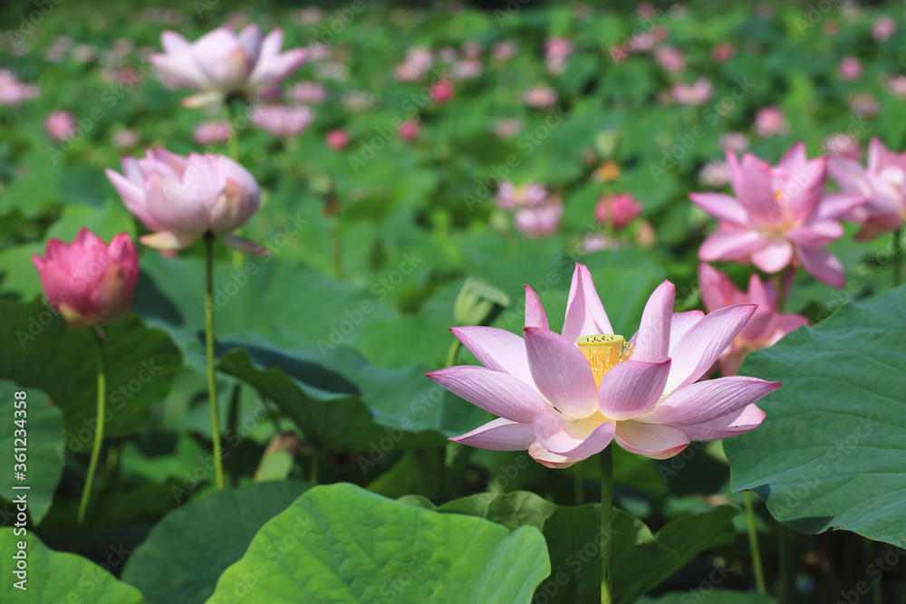 Lotus flowers,beautiful view of pink lotus flowers blooming in the pond in summer