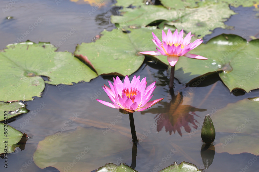 Lotus flowers and bud,beautiful pink lotus flowers and bud blooming in the pond in summer Lotus flowers and bud,beautiful pink lotus flowers and bud blooming in the pond in summer