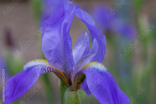 iris flower closeup