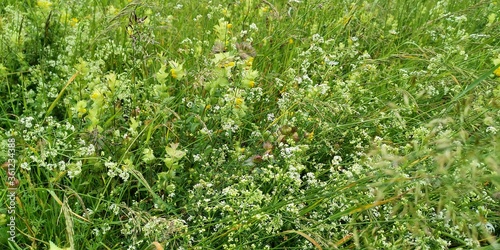 Wallpaper Mural green grass background Torontodigital.ca