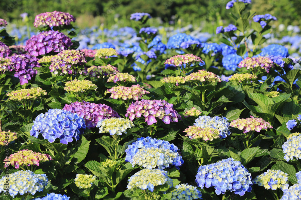 Hydrangea (Laurustinus) flowers field,beautiful view of yellow,blue and purple flowers blooming in the garden in summer.
