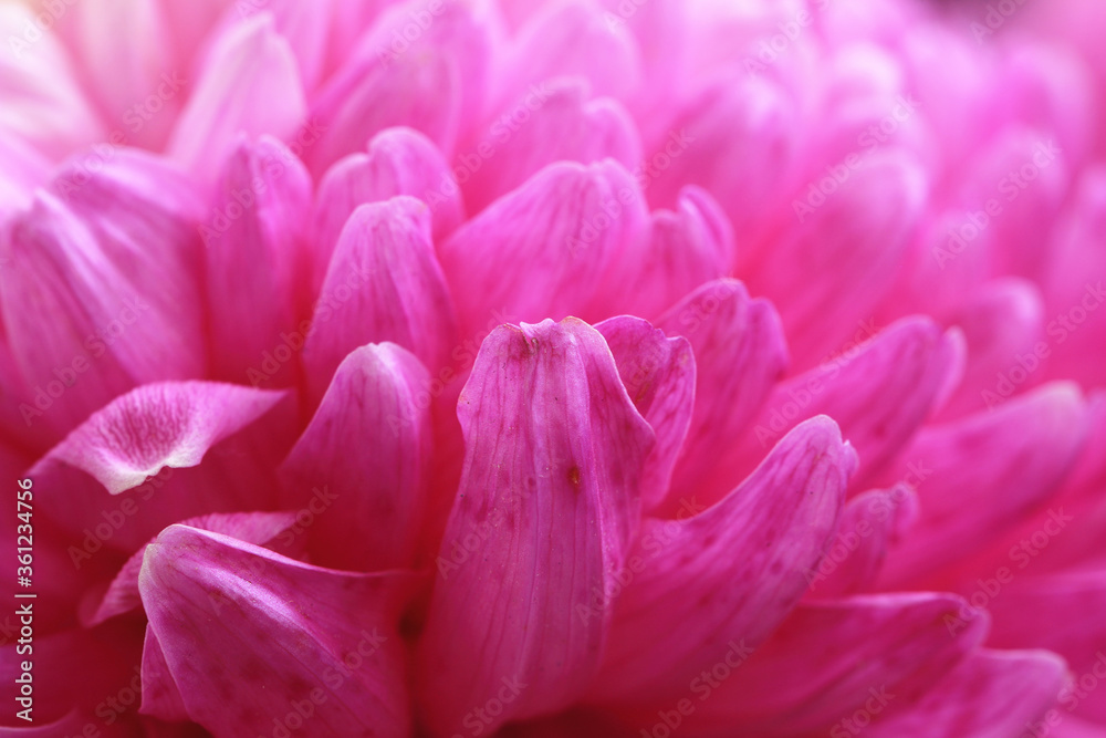 Chrysanthemum flower close-up,beautiful pink with purple flower blooming in the garden 