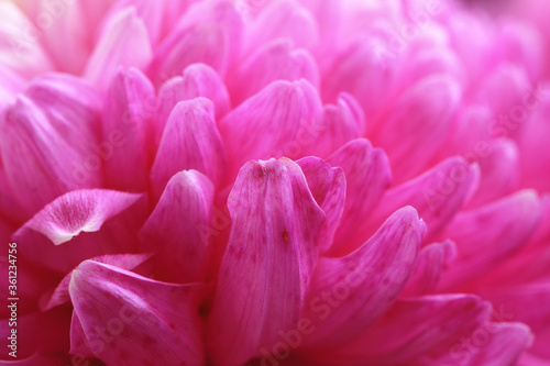 Chrysanthemum flower close-up,beautiful pink with purple flower blooming in the garden 