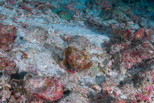 Devil scorpionfish on the sandy bottom