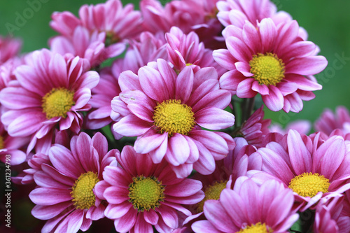 Chrysanthemum flowers close-up beautiful purple with white flowers blooming in the garden 