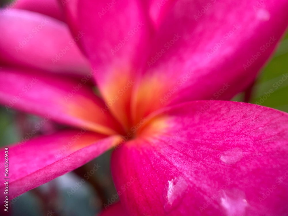 Closeup of a pink frangipani flower.