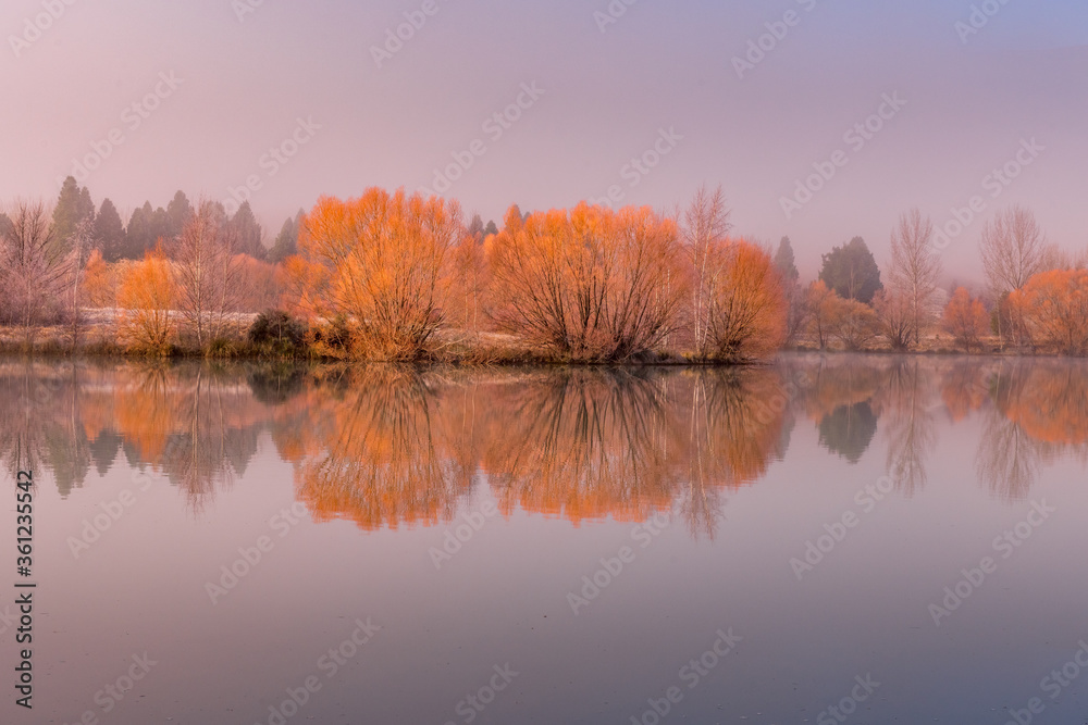 Winter Willows - 