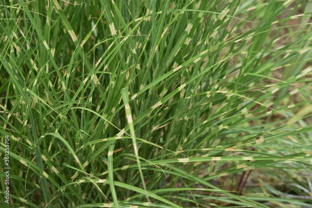 Zebra grass is a Poaceae perennial and is an ornamental pampas grass. Zebra grass is a Poaceae perennial and is an ornamental pampas grass.